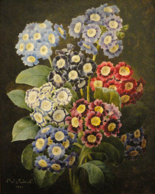 A Bouquet of Auriculas