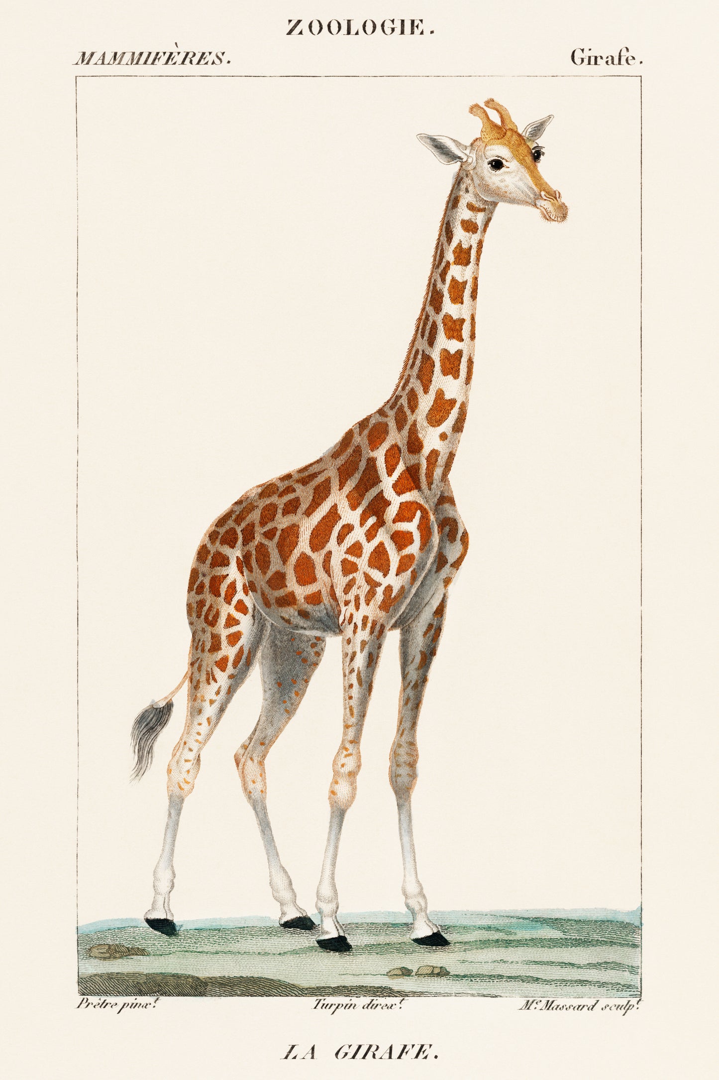 Illustration of a Giraffe