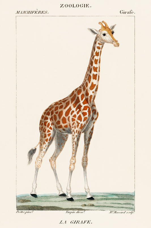 Illustration of a Giraffe