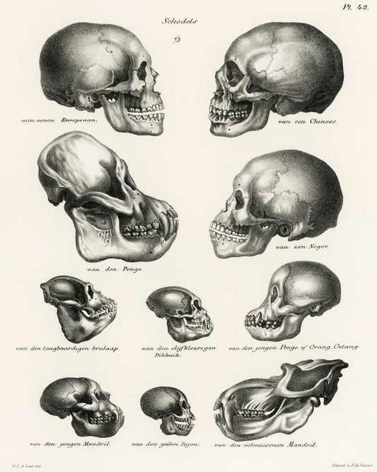 Human, Monkey, and Ape Skulls