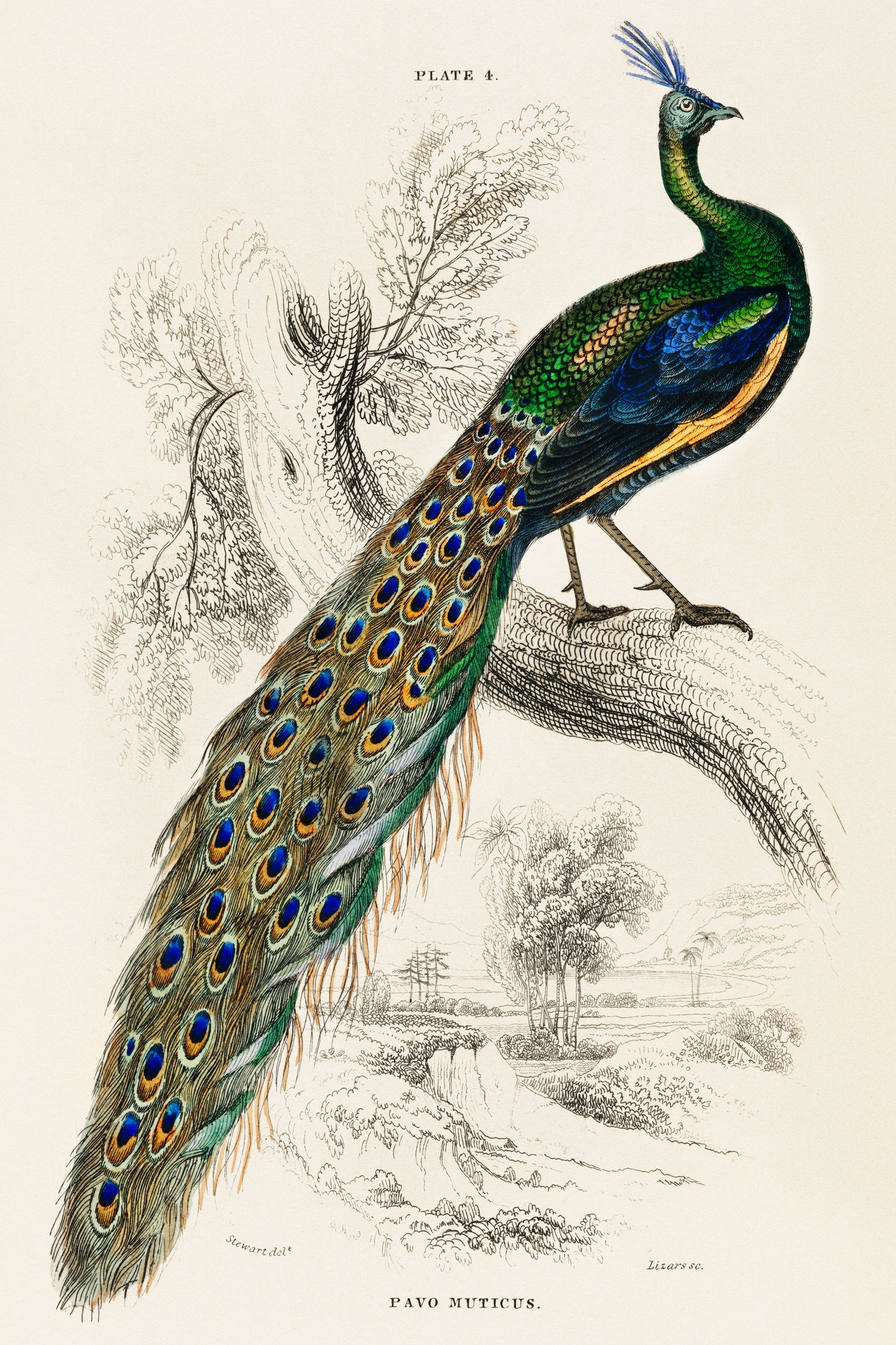Illustration of a Peacock