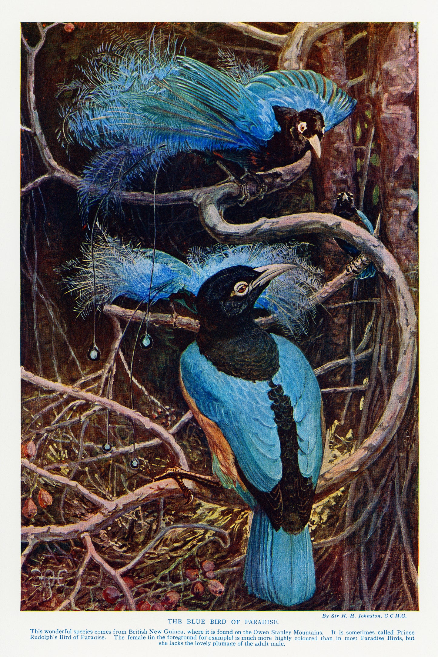 The Blue Bird of Paradise