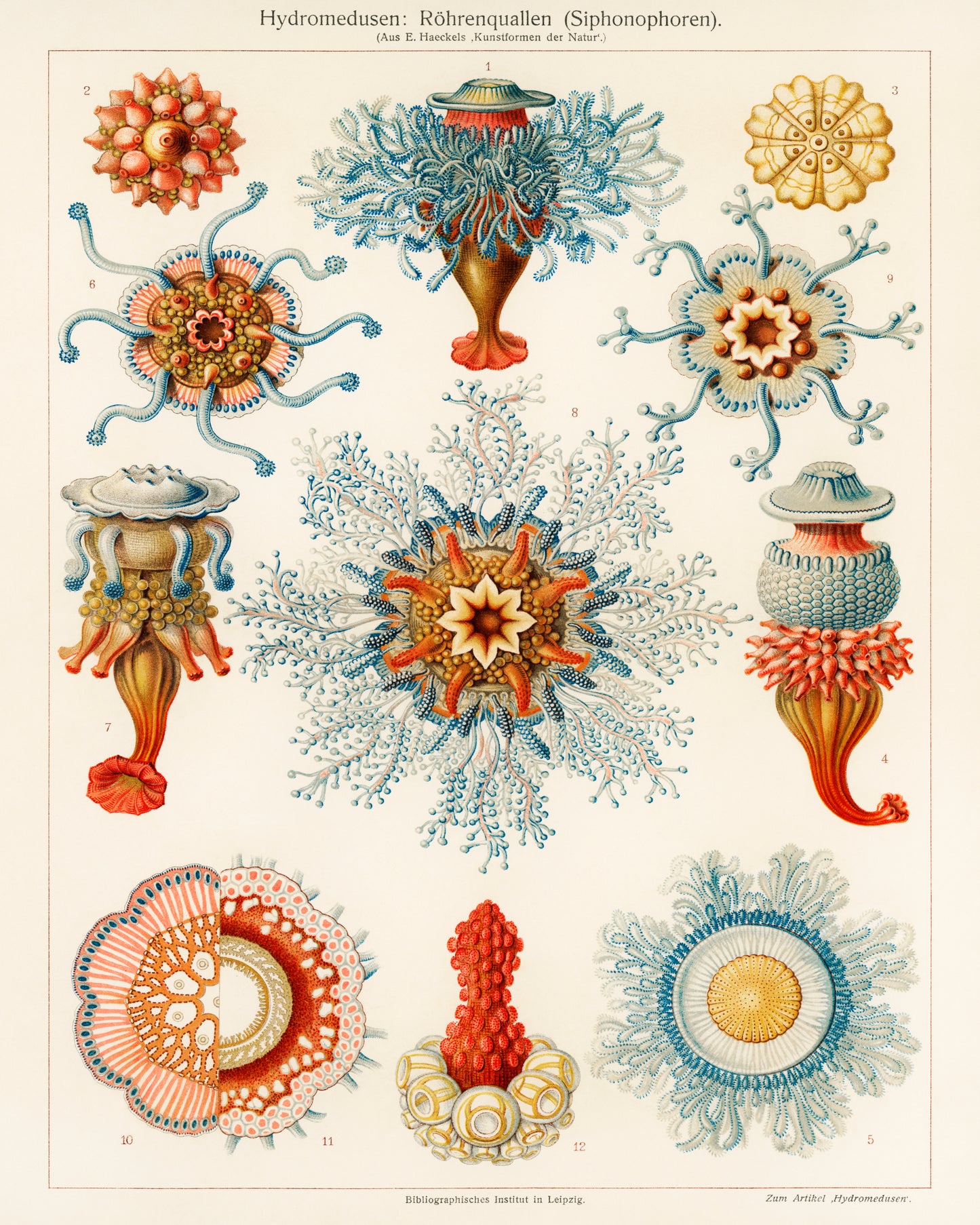 Vintage Jellyfish