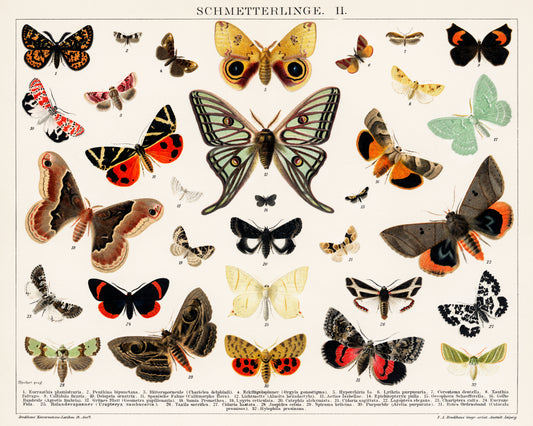 Antique Butterfly and Moth Lithograph