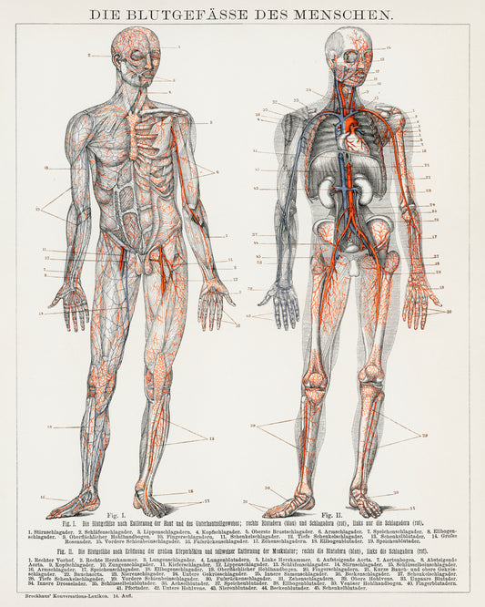 Antique Lithograph of the Human Blood Vessels and Cardiovascular System