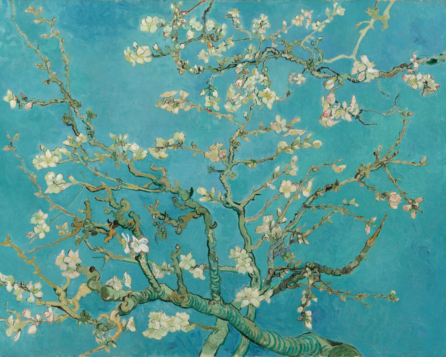 Almond Blossom