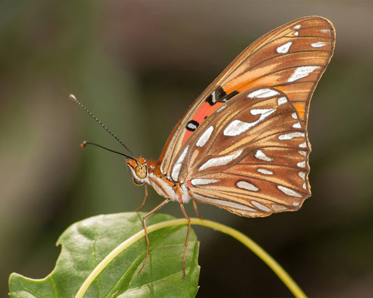 Gulf Fritillary Butterfly